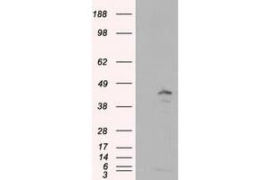 Image no. 1 for anti-Induced Myeloid Leukemia Cell Differentiation Protein Mcl-1 (MCL1) antibody (ABIN1499342) (MCL-1 抗体)
