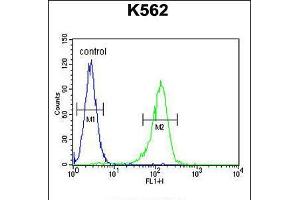 Flow cytometric analysis of K562 cells (right histogram) compared to a negative control cell (left histogram). (AHCY 抗体  (N-Term))