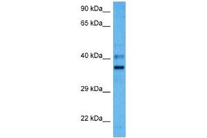 Host:  Mouse  Target Name:  PARD6A  Sample Tissue:  Mouse Liver  Antibody Dilution:  1ug/ml (PARD6A 抗体  (N-Term))
