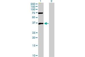 Western Blot analysis of MEOX2 expression in transfected 293T cell line by MEOX2 MaxPab polyclonal antibody. (MEOX2 抗体  (AA 1-303))
