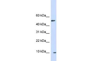 WB Suggested Anti-ERH Antibody Titration: 1. (ERH 抗体  (Middle Region))