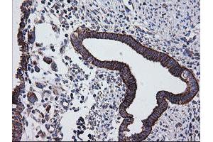 Image no. 9 for anti-Prostaglandin E Synthase 2 (PTGES2) antibody (ABIN1500491)