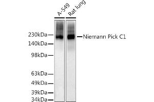 Western blot analysis of extracts of various cell lines, using Niemann Pick C1 antibody (ABIN7268911) at 1:1000 dilution.
