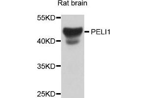 Western blot analysis of extract of various cells, using PELI1 antibody. (Pellino 1 抗体)