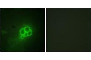 Immunofluorescence (IF) image for anti-Tryptophan Hydroxylase 1 (TPH1) (AA 231-280) antibody (ABIN2888867) (Tryptophan Hydroxylase 1 抗体  (AA 231-280))