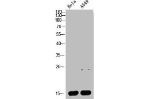 Western Blotting (WB) image for anti-Cytochrome C, Somatic (CYCS) (AA 1268-1341) antibody (ABIN7189428)