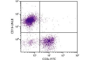 BALB/c mouse splenocytes were stained with Rat Anti-Mouse CD19-UNLB. (小鼠 anti-大鼠 IgG2a Antibody (PE))