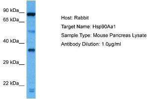 Host: Rabbit Target Name: HSP90AA1 Sample Tissue: Mouse Pancreas Antibody Dilution: 1ug/ml (HSP90AA1 抗体  (C-Term))
