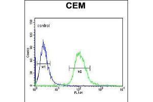 Flow cytometric analysis of CEM cells (right histogram) compared to a negative control cell (left histogram). (UTY 抗体  (C-Term))