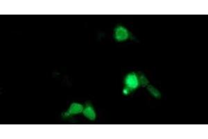 Anti-ARL5B mouse monoclonal antibody (ABIN2455455) immunofluorescent staining of COS7 cells transiently transfected by pCMV6-ENTRY ARL5B (RC204805). (ARL5B 抗体)