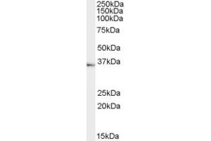 ABIN190795 (1µg/ml) staining of Human Testes lysate (35µg protein in RIPA buffer). (TACR1 抗体  (Internal Region))