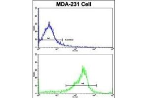 Flow cytometric analysis of MDA-231 cells using SERPINA9 Antibody (Center)(bottom histogram) compared to a negative control cell (top histogram). (SERPINA9 抗体  (AA 194-222))
