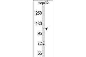Western blot analysis in HepG2 cell line lysates (35ug/lane). (PROSER1 抗体  (N-Term))