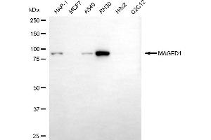 Western blotting analysis using MAGED1 antibody (ABIN7799360).