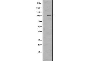Western Blotting (WB) image for anti-Egf-Like Module Containing, Mucin-Like, Hormone Receptor-Like 1 (EMR1) (C-Term) antibody (ABIN6258146)