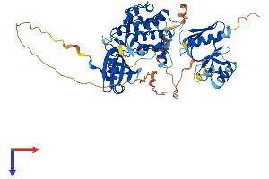 PDPK1 Protein (AA 1-556) (His tag)