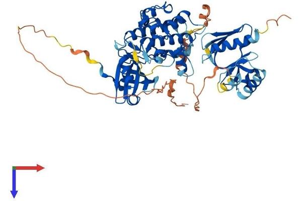 PDPK1 Protein (AA 1-556) (His tag)