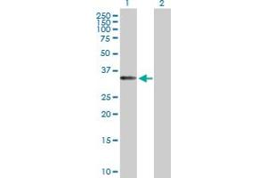 Western Blot analysis of EIF3J expression in transfected 293T cell line by EIF3J MaxPab polyclonal antibody. (EIF3S1 抗体  (AA 1-258))