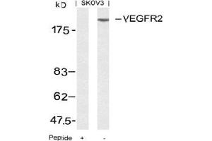 Image no. 3 for anti-VEGF Receptor 2 (VEGFR2) (AA 949-953) antibody (ABIN197240) (VEGFR2/CD309 抗体  (AA 949-953))