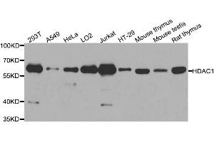 HDAC1 抗体  (AA 393-482)