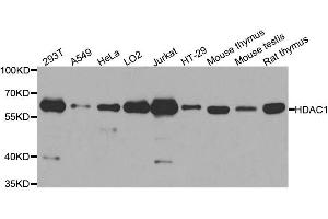 Western blot analysis of extracts of various cell lines, using HDAC1 antibody. (HDAC1 抗体  (AA 393-482))