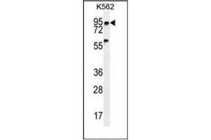 PLEKHA4 抗体  (N-Term)