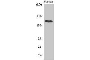 Western Blotting (WB) image for anti-Misshapen-Like Kinase 1 (MINK1) (Internal Region) antibody (ABIN3176018) (MAP4K6 抗体  (Internal Region))