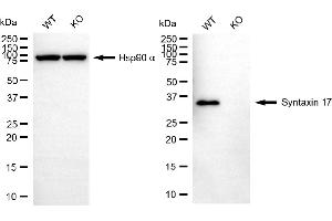 Western blotting analysis using syntaxin 17 antibody (ABIN7800494). (Syntaxin 17 抗体)