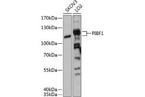 Western blot analysis of extracts of various cell lines, using PIBF1 antibody (ABIN6129315, ABIN6145604, ABIN6145605 and ABIN6215597) at 1:3000 dilution. (PIBF1 抗体  (AA 598-757))