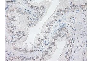 Immunohistochemistry (IHC) image for anti-Neurogenin 1 (NEUROG1) antibody (ABIN1499701) (Neurogenin 1 抗体)