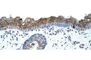 Human Skin (ZNF397 抗体  (C-Term))