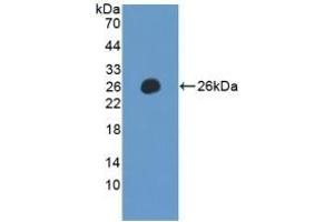 LILRB2 Antikörper  (AA 53-255)