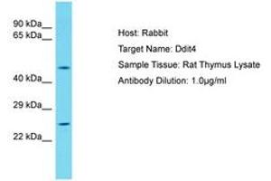 Image no. 1 for anti-DNA-Damage-Inducible Transcript 4 (DDIT4) (AA 45-94) antibody (ABIN6750381) (DDIT4 抗体  (AA 45-94))