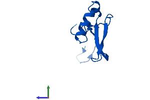 AlphaFold protein structure predicition of Mouse Recombinant Rps21 Protein, UniprotID Q9CQR2 (RPS21 Protein (AA 1-83) (Fc Tag))