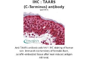 Image no. 1 for anti-Trace Amine Associated Receptor 5 (TAAR5) (C-Term) antibody (ABIN1739861) (TAAR5 抗体  (C-Term))