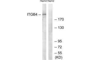 Western blot analysis of extracts from HepG2 cells, treated with PMA (125 ng/mL, 30 mins), using ITGB4 (Ab-1510) antibody. (Integrin beta 4 抗体  (Tyr1510))