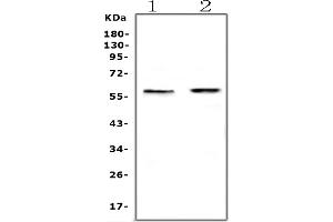 anti-Ets Variant 6 (ETV6) (AA 327-448) antibody