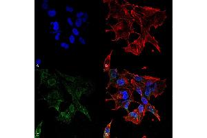 Immunocytochemistry/Immunofluorescence analysis using Mouse Anti-Protocadherin Gamma (pan) Monoclonal Antibody, Clone S159-5 . (Protocadherin gamma 抗体  (AA 808-931) (FITC))