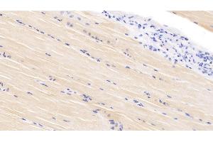 Detection of VEGFD in Bovine Skeletal muscle Tissue using Polyclonal Antibody to Vascular Endothelial Growth Factor D (VEGFD) (VEGFD 抗体  (AA 89-354))