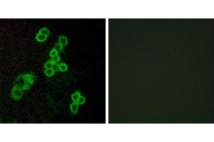 Peptide - +Immunofluorescence analysis of MCF-7 cells, using EDG2 antibody. (BUD31 抗体  (Internal Region))