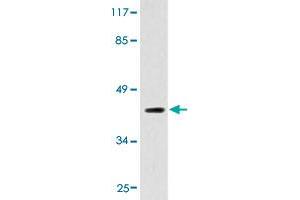 Western blot analysis of HepG2 cell extracts with ADORA2A polyclonal antibody . (Adenosine A2a Receptor 抗体  (AA 330-380))