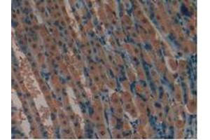 Detection of LIFR in Mouse Stomach Tissue using Polyclonal Antibody to Leukemia Inhibitory Factor Receptor (LIFR) (LIFR 抗体  (AA 381-485))