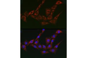 Immunofluorescence (IF) image for anti-Adaptor-Related Protein Complex 1, gamma 1 Subunit (AP1G1) (AA 1-240) antibody (ABIN7265447)