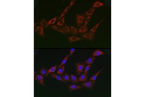 Immunofluorescence analysis of NIH/3T3 cells using G1 Rabbit pAb (ABIN7265447) at dilution of 1:200 (40x lens). (gamma 1 Adaptin 抗体  (AA 1-240))