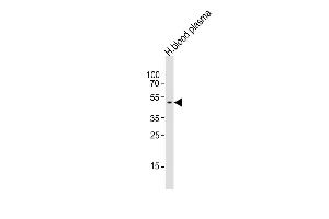 Anti-SERPINF1 Antibody (N-term)at 1:1000 dilution + human blood plasma lysates Lysates/proteins at 20 μg per lane. (PEDF 抗体  (N-Term))