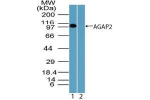 Image no. 1 for anti-ArfGAP with GTPase Domain, Ankyrin Repeat and PH Domain 2 (AGAP2) (AA 450-500) antibody (ABIN960074) (AGAP2 抗体  (AA 450-500))