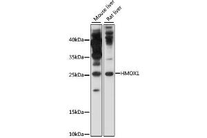 Western blot analysis of extracts of various cell lines, using HMOX1 antibody (ABIN4903945) at 1:1000 dilution. (HMOX1 抗体)