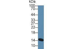 Western Blot; Sample: Human Milk; Primary Ab: 5µg/ml Rabbit Anti-Mouse aLA Antibody Second Ab: 0. (LALBA 抗体  (AA 24-141))