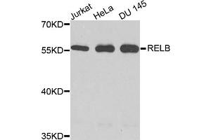 Western blot analysis of extracts of various cell lines, using RELB antibody. (RELB 抗体)