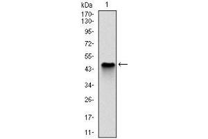 Western blot analysis using NQO1 mAb against human NQO1 (AA: 134-274) recombinant protein. (NQO1 抗体)
